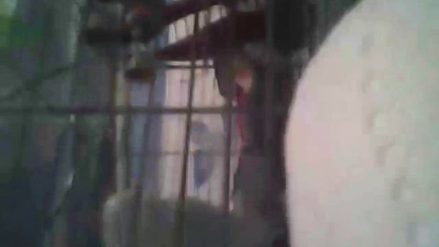 Как приручить взрослого корелу смотреть онлайн