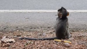 Monkey Dragged Baby On Earth Crossing The Road, Pity Baby ST1131 Mono Monkey