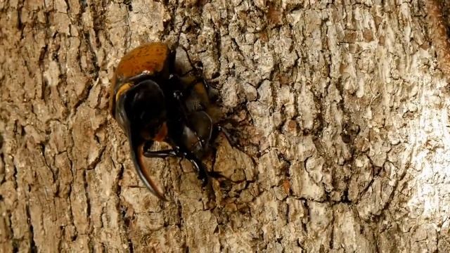 Жук-геркулес | Dynastes hercules | Giant rhino beetle смотреть онлайн