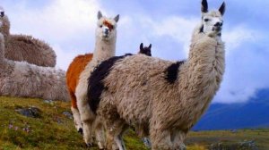 Изучаем диких животных с детьми.  Лама.  Интересные факты о  Ламе.