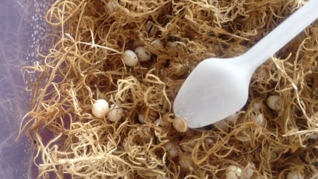 ИНКУБАЦИЯ КЛАДКИ. SOS!!! ЭТО ПОЛНЫЙ ПРОВАЛ!!! Ахатина ретикулята. смотреть онлайн