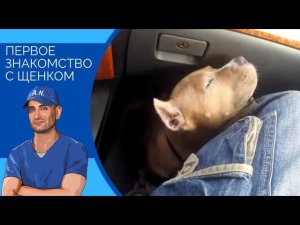 Первое знакомство с щенком и как правильно себя вести