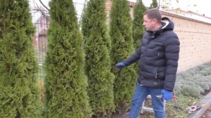 Стрижка туи. Зачем и как правильно формировать центральный проводник у туй колоновидных сортов.