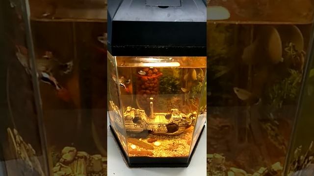 AQUARIUM AA550HGC HEXAGON смотреть онлайн