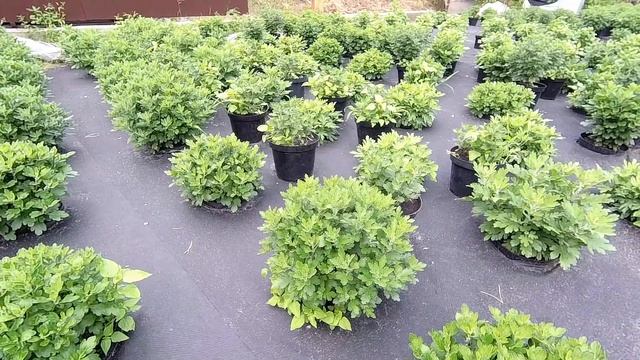 Хризантема мультифлора 26 июля смотреть онлайн