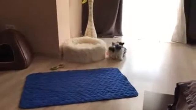 Костбар Шатц Чолли Флафф - Бивер мини мальчик смотреть онлайн
