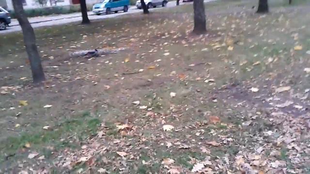 Бешеная ворона смотреть онлайн