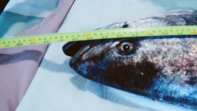 This Artist Turned My Monster Fish Into A Work of Art смотреть онлайн