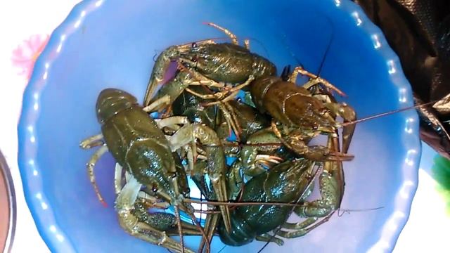 живые раки) смотреть онлайн