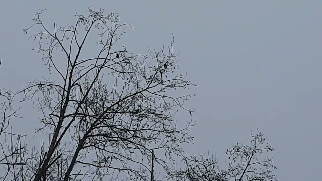 Ловля птиц 11.12.22. смотреть онлайн