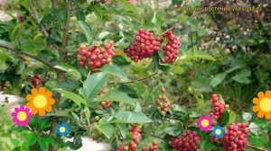 Рябина гибридная Титан. Краткий обзор, описание характеристик, где купить саженцы