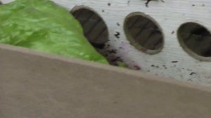 СЕЛАДОН. ПЕРЕПЕЛА НЕСУЩИЕ ГОЛУБЫЕ ЯЙЦА !