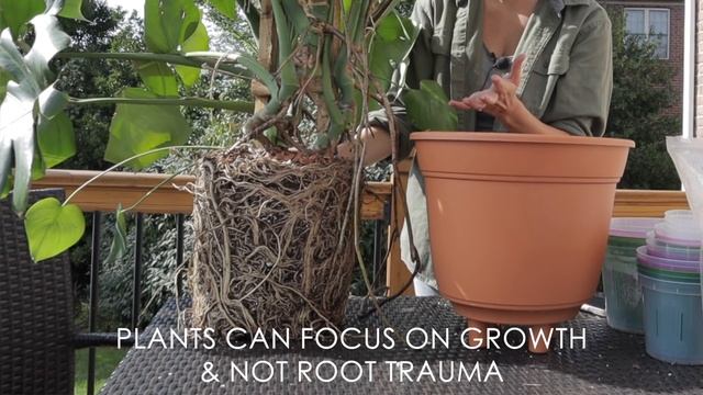 Houseplant Care 101: How To Repot a Monstera Deliciosa Plant - Monstera Care & Repotting смотреть онлайн