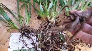 Орхидея цимбидиум, пересадка и размножение