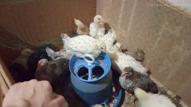 Цыплята живут вместе с нами в доме. Где и как лучше содержать цыплят. Что для них лучше, чем кормит смотреть онлайн