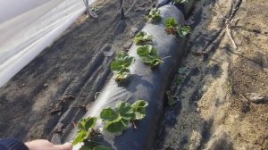 Самая простая посадка клубники на приусадебном участке