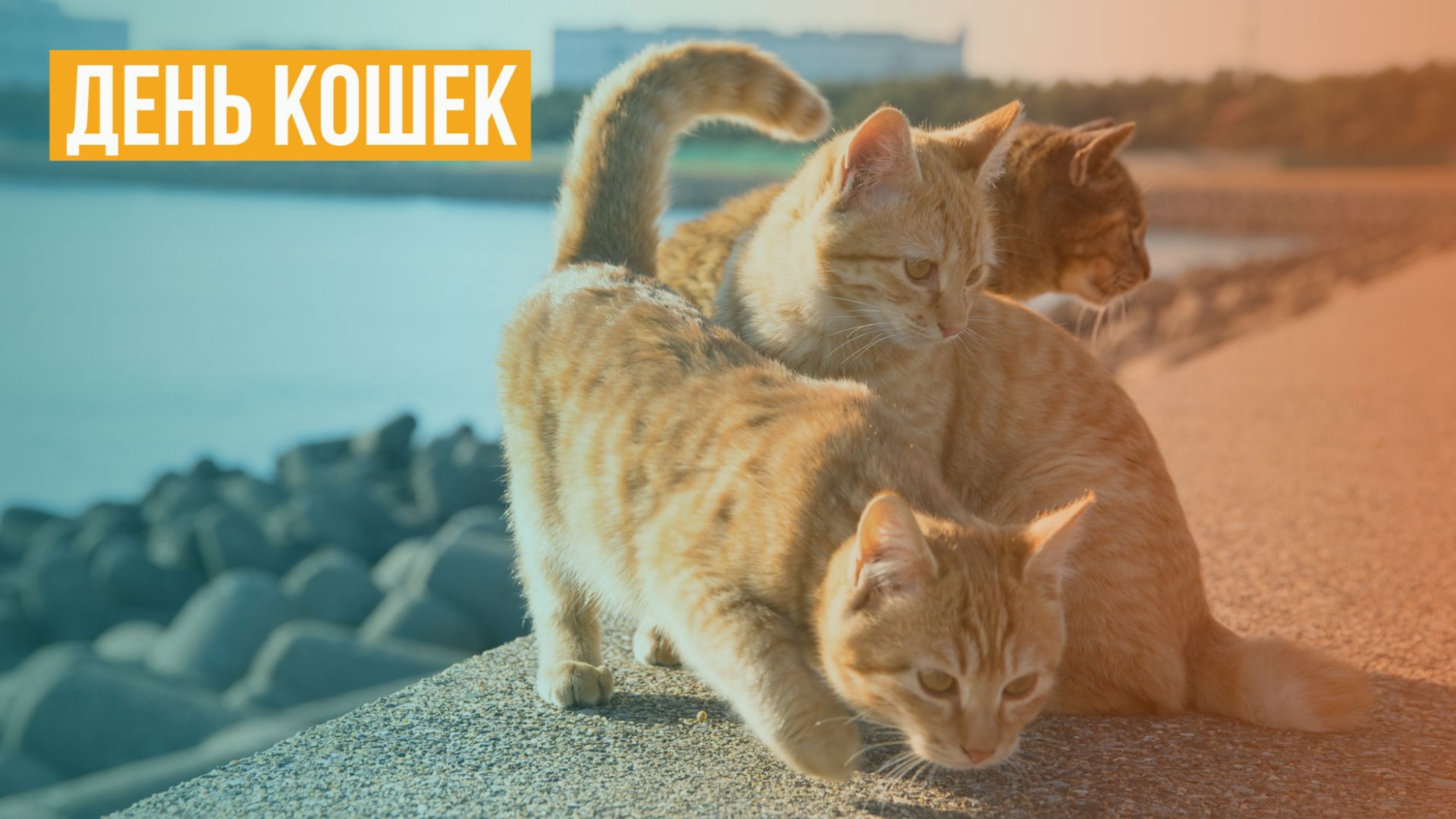 День кошек смотреть онлайн