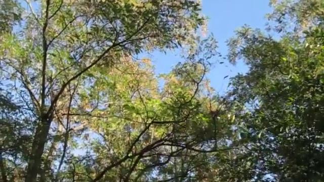 ВОЛЧЬЕ СОЛНЦЕ смотреть онлайн