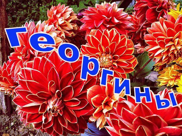 Георгины смотреть онлайн