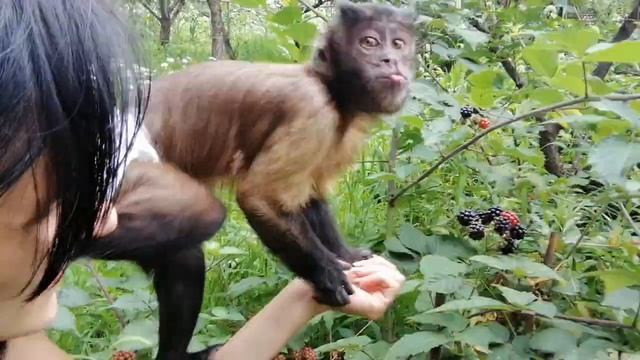 2020.07.28 Обезьяна капуцин Масяня. В гостях у соседей. смотреть онлайн