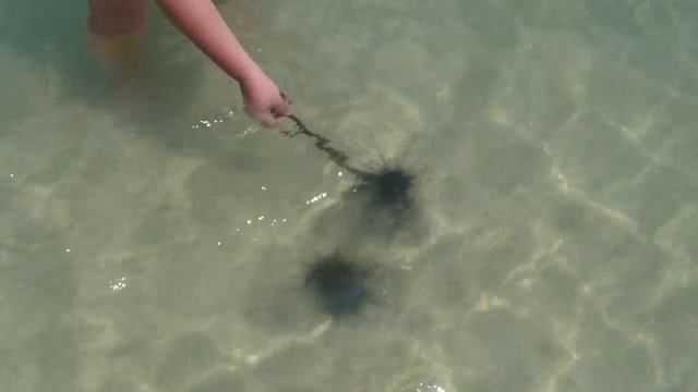 Морские ежи. Ко Самет. смотреть онлайн