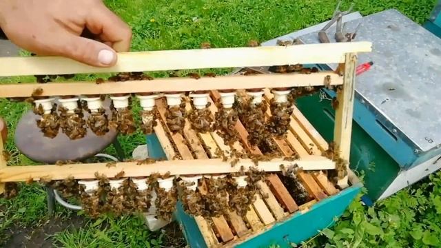 Отводок на маточник, запасные маточники смотреть онлайн