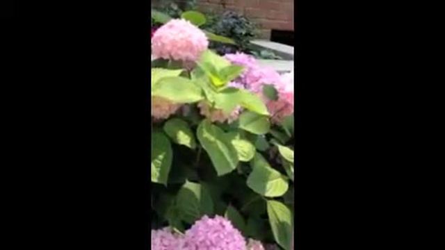 Hydrangea in Pink by Anastasia Silva ™|The New Romantic Renaissance™|AVS™ _Classic Version смотреть онлайн