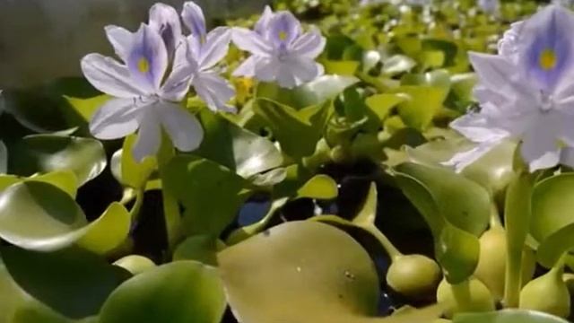 Очистка стоков эйхорнией и торфо сапропелевым сорбентом смотреть онлайн