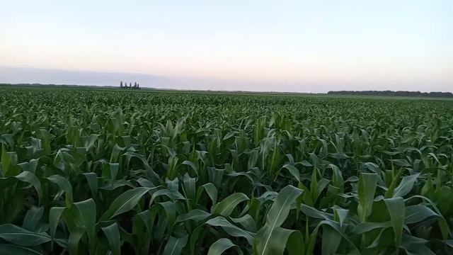 кукурудза РОСТ АГРО ГАЛАТЕЯ ??? 30.06.2022р смотреть онлайн