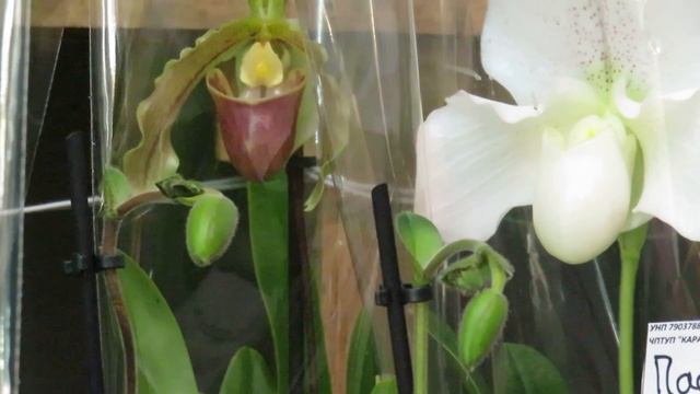 Великолепный завоз мультифлор у Олега!!!!На любой вкус! смотреть онлайн