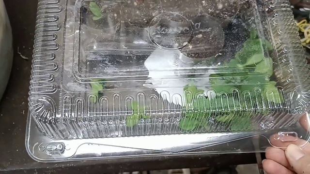 Черенкование петунии для ранних продаж. смотреть онлайн