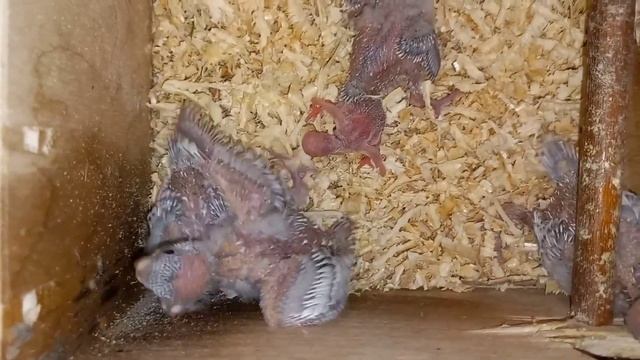 Самка волнистого попугая ощипывает птенцов. смотреть онлайн