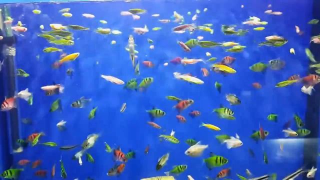 Флуоресцентные рыбки (GloFish)