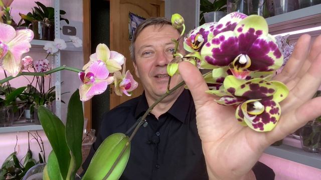 обзор НОВЫХ ОРХИДЕЙ с цветоносами как РОГА ОЛЕНЯ орхидеи для ПОДПИСЧИКОВ в ноябре на 26.11.22 смотреть онлайн