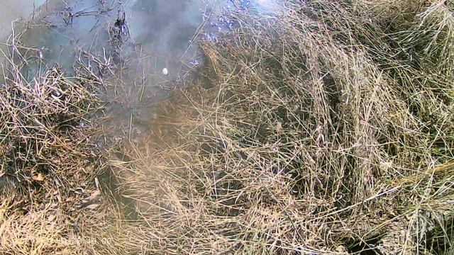 СЕЗОН 2023 ГОДА НАЧАЛИ.ВЕТЕР. НЕБОЛЬШАЯ РЕКА.ПОЛОВОДЬЕ.НЕМНОГО ШЛИХА. смотреть онлайн