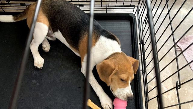 How to Potty Train your Beagle in 7 Days смотреть онлайн