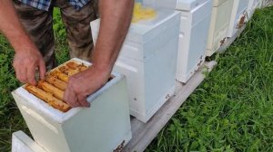 Вперед за Golden bee, или в гостях у Романа Брежнева...