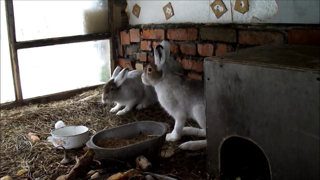 Серый заяц зимой. Зайцы белеют зимой. смотреть онлайн