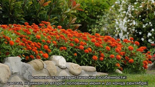 Цинния изящная (циния), высота низкорослого сорта