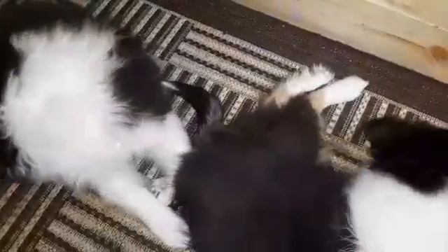 щенки колли Глен Дю Солей Вояж и Вильсанди, почти 2 месяца смотреть онлайн