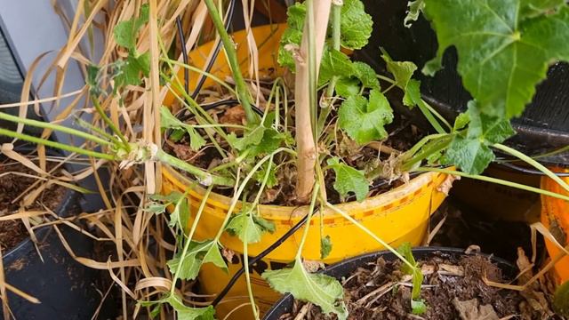 Balcony Garden Harvest In December