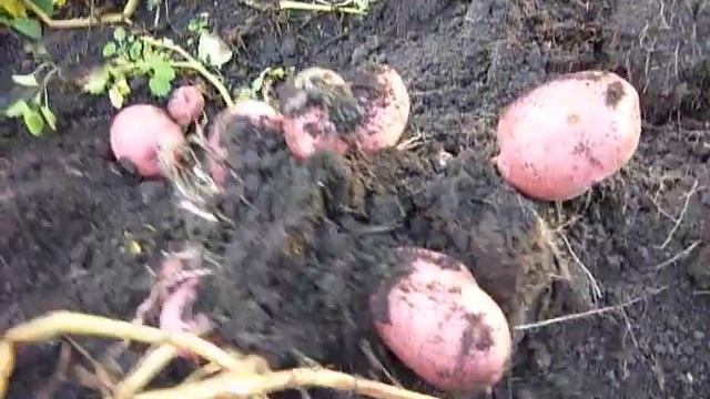 Картофель 2017. Сорт Лабелла. смотреть онлайн