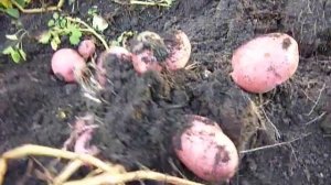 Картофель 2017. Сорт Лабелла.