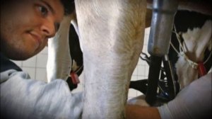 Как выбрать и какие бывают доильные аппараты для коров