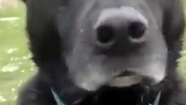 Пёсик замерз и стучит зубами! смотреть онлайн