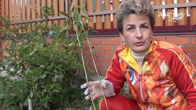 Как освоить запущенный участок Посадка флоксов. Сайт "Садовый мир" смотреть онлайн