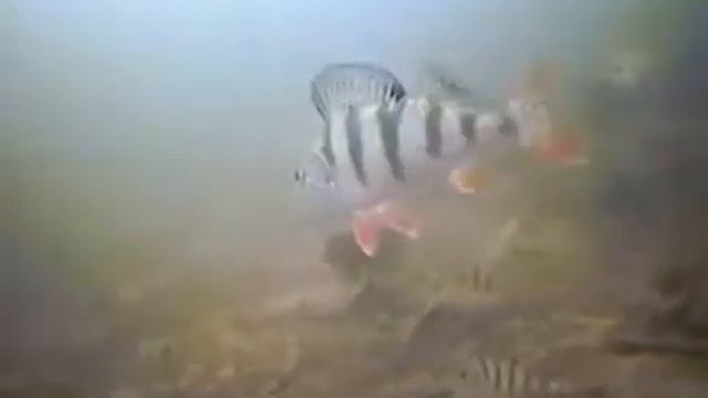 Поймайте в 2,5 раза больше рыбы, уже на следующей рыбалке с камерой Подводная камера Aqua-Vu смотреть онлайн