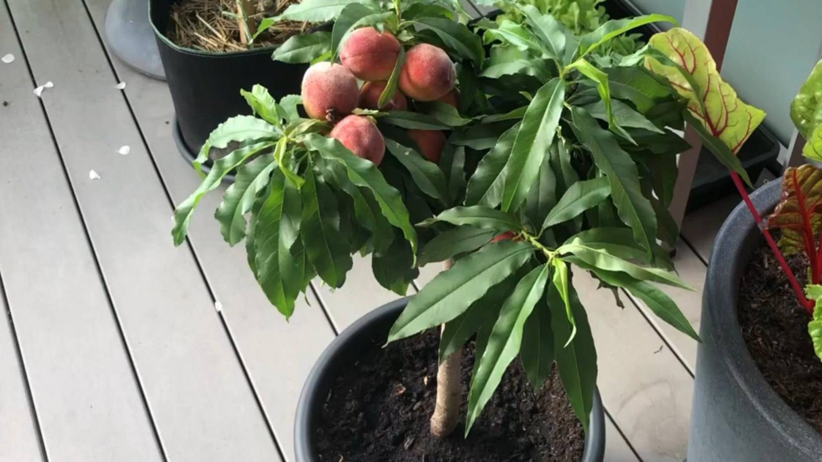 Балконные персики Бонанза Россия | Small Gardens