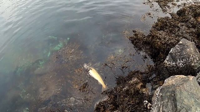 АЖ РУКИ ДРОЖАТ ОТ ЭТИХ ПОКЛЁВОК, первая рыбалка 2022 года, Рыбалка в Норвегии. треска, Норвегия. смотреть онлайн