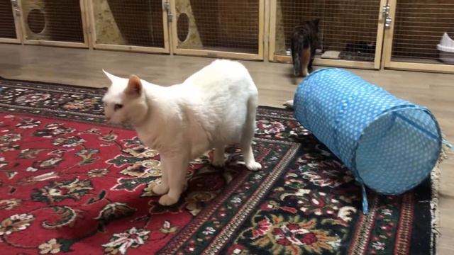 Приют «Шанс на Десятую жизнь» смотреть онлайн